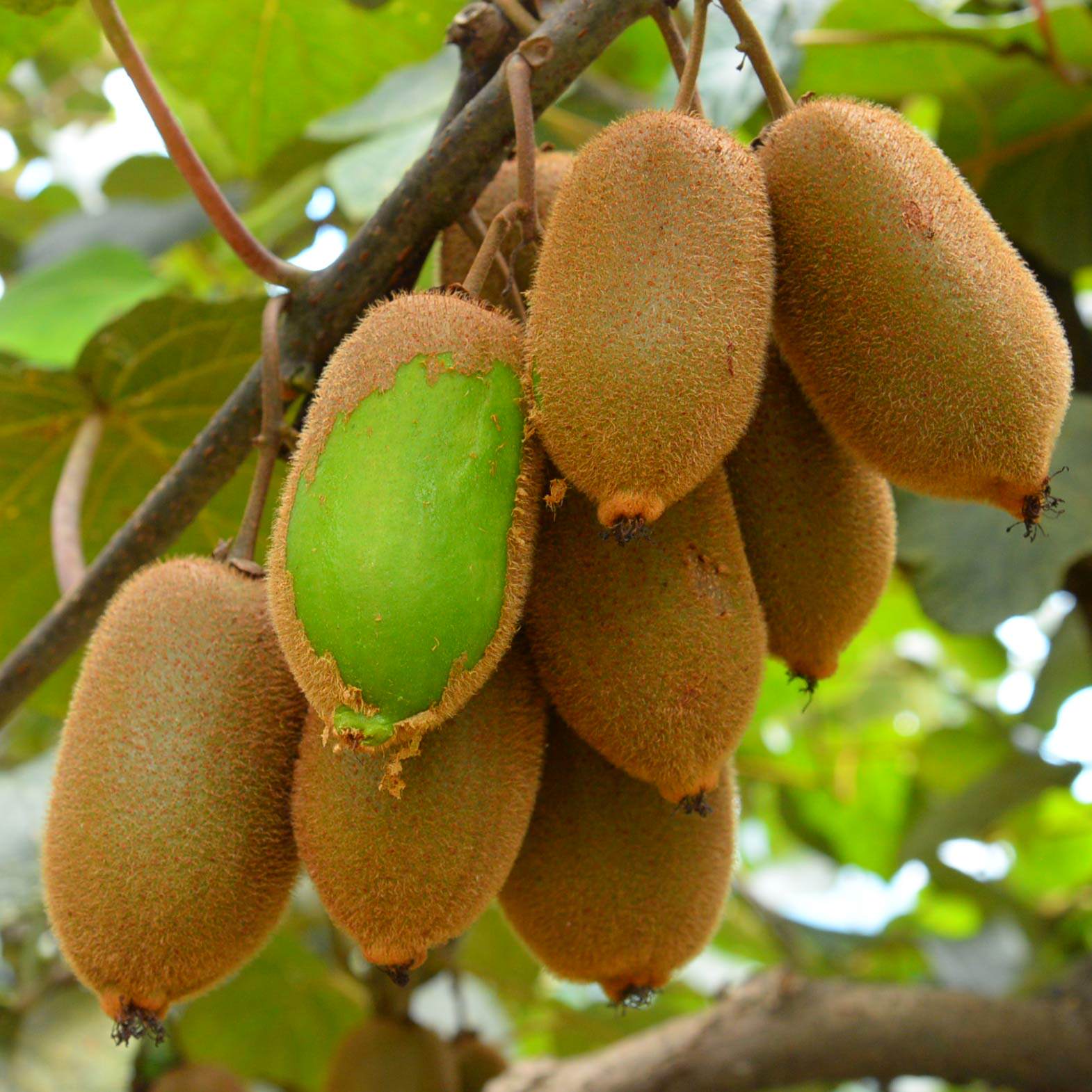 湘西绿心猕猴桃大果2.5斤装奇异