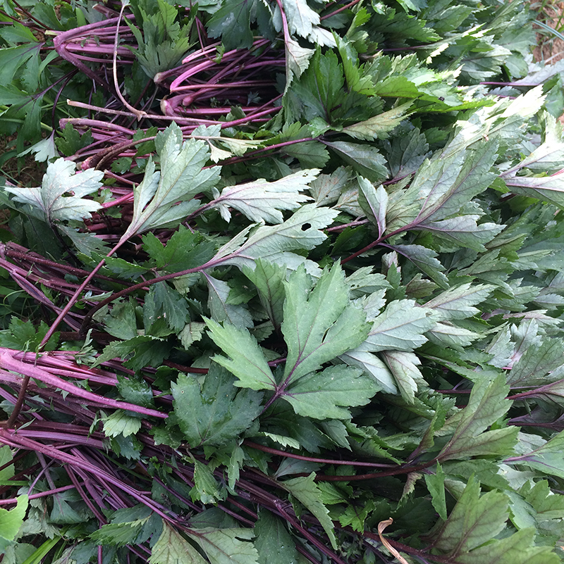 野生新鲜艾草 艾叶青团果 红艾叶草 食用艾草艾叶青现摘_7折现价15.