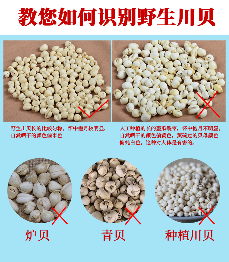 怀中抱月四川纯野生川贝母100g特级珍珠贝松贝中药材无硫正宗尖贝