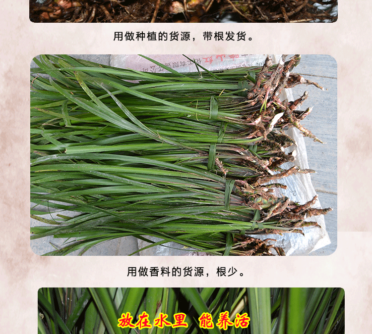 五香草贵州茴香菖蒲带根发货可种植三奈苗黔东南特产香料4份包邮_9折