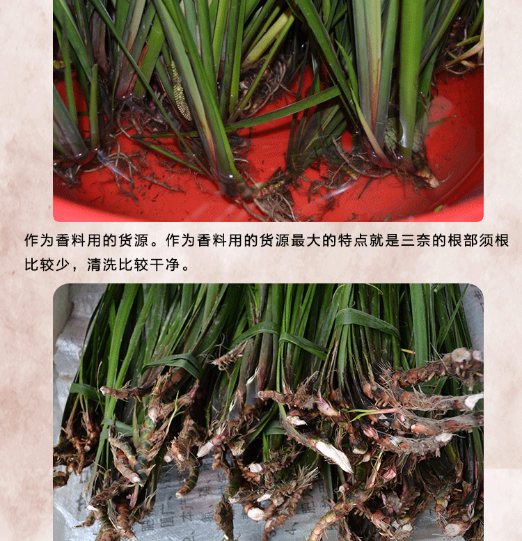 五香草贵州茴香菖蒲带根发货可种植三奈苗黔东南特产香料4份包邮_9折