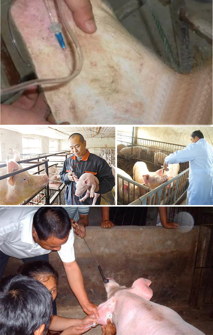 适用对象:猪 颜色分类:一次性输液管无针头(200根) 一次性输液管带