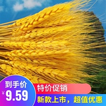 Cold dish Golden wheat ear Cold dish decoration Golden wheat ear dried wheat ear Rice ear Gold wheat ear decoration