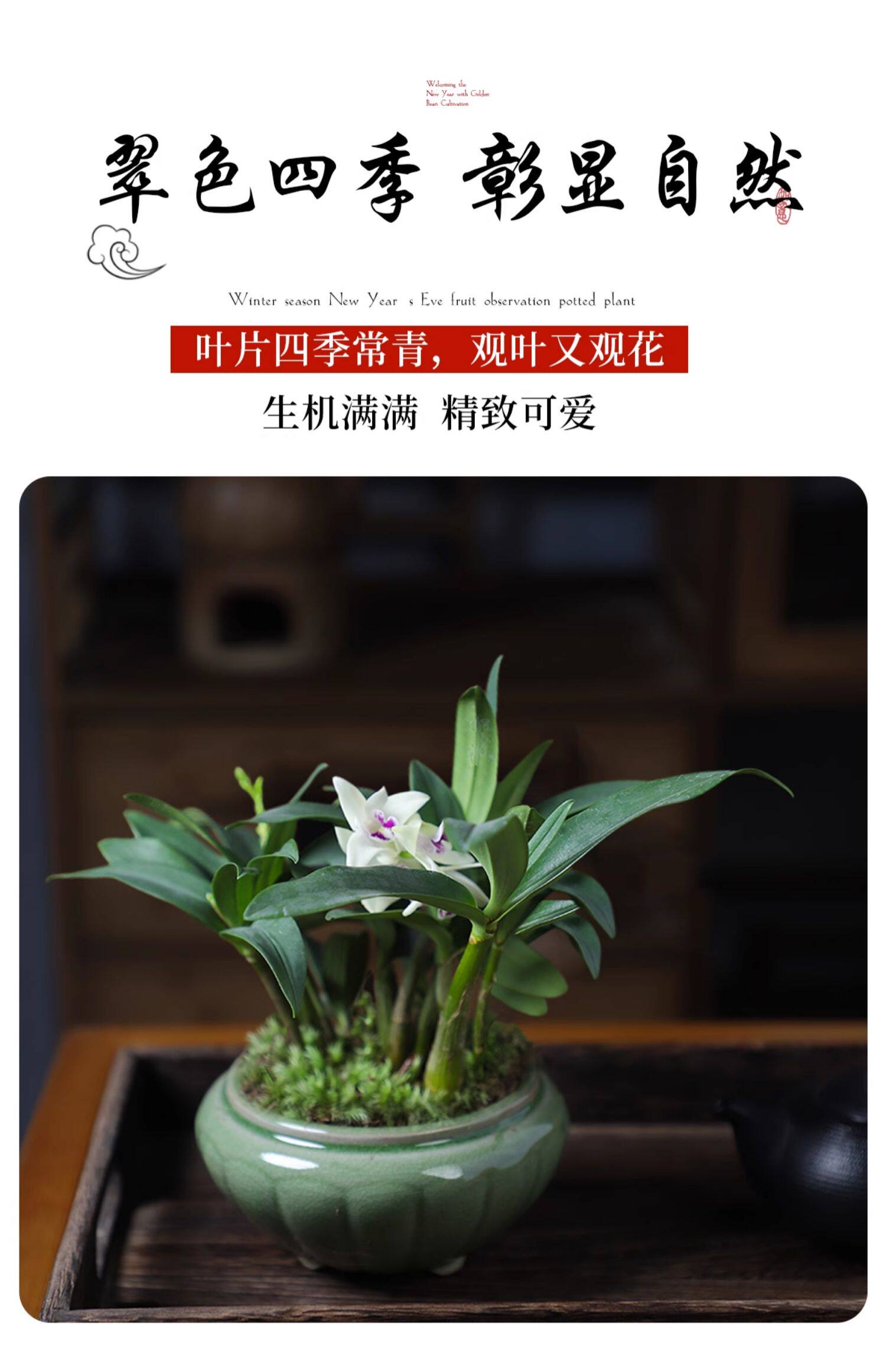 香水石斛兰盆栽带花室内迷你桌面绿植花卉植物禅意盆景四季好养活