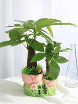 Fortune tree with potted plants good hair plants small bonsai easy to live green plant living room desktop water cultivation flowers