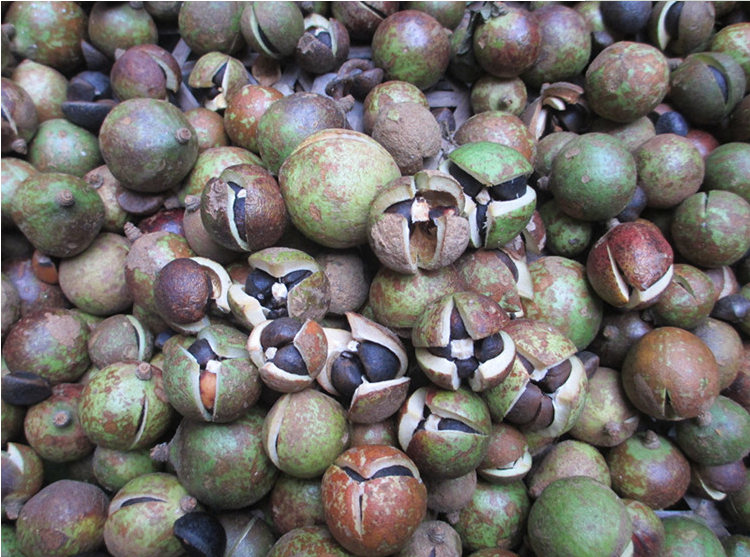 油茶种子 大果红花油茶种子 白花油茶 茶花山茶 茶树种子油茶树籽