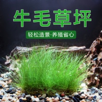 Bull Felt Cow Wool Grass Foreground Coniferous Grass Cylinder Made Landscape Foreground Grass Cup Loaded With Living Water Grass