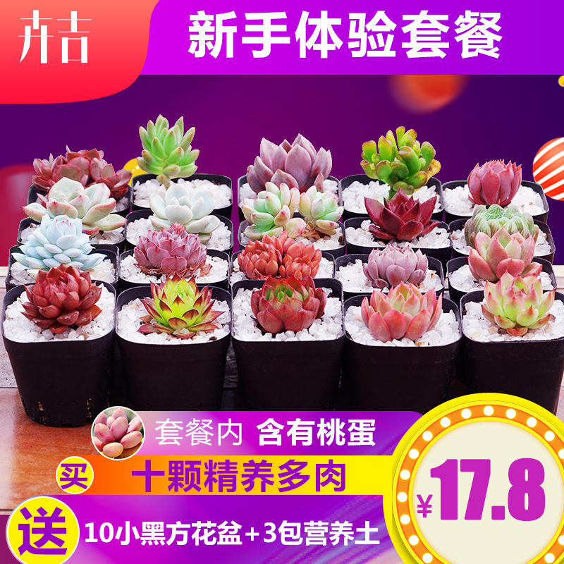 卉吉 多肉植物组合盆栽（10棵多肉+10个盆+3包土）