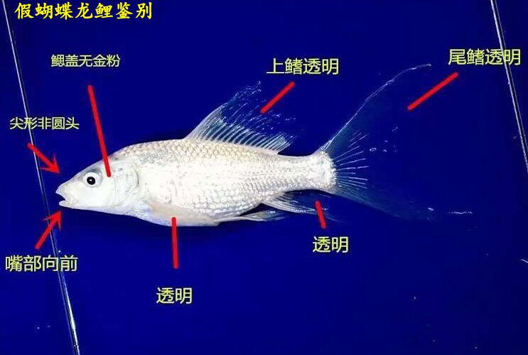 正宗台湾进口蝴蝶龙鲤白金龙凤锦鲤纯种蝴蝶鲤观赏鱼冷水鱼包邮