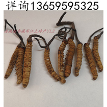 Fake one hundred and one grams of cordyceps for 135 yuan Tibetan Cordyceps 4 grams of Naqu Cordyceps