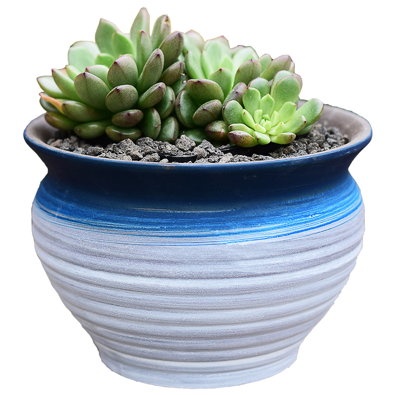 New Chinese style brilliantly coloured purple sand flowerpot more meat ceramic contracted household meat meat plant POTS, green plant, small potted creative