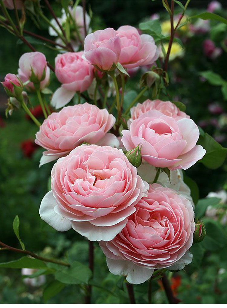 进口月季 仁慈/温柔的赫敏 超大芳香型 灌木月季花苗耐寒盆栽花卉