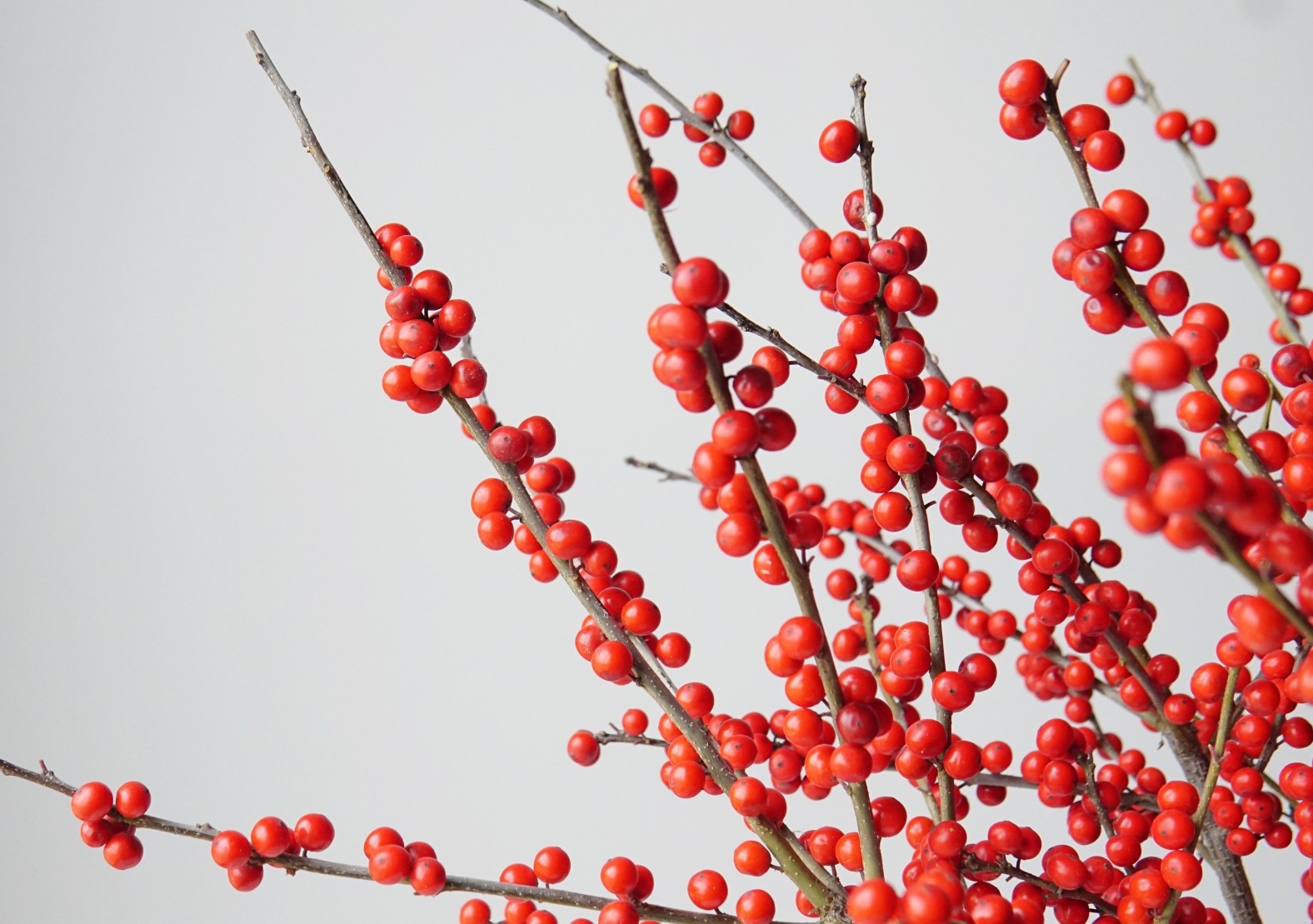 新品北美冬青鲜切枝满满的圣诞气息