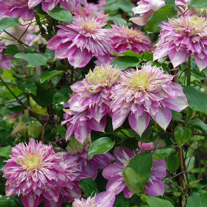 虹越阳台庭院攀援花卉铁线莲 人气重瓣p14盆2.