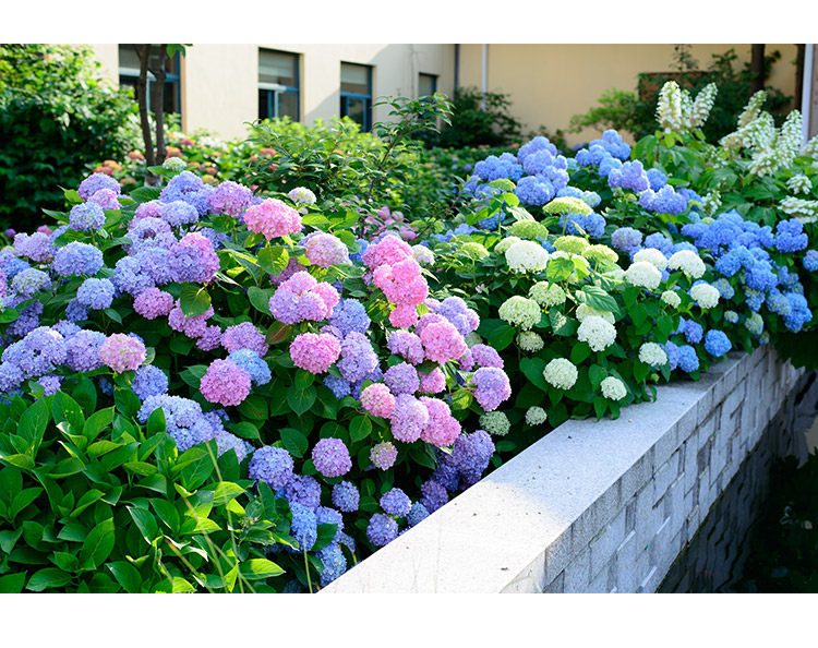 虹越园艺家庭院阳台盆栽花卉八仙花绣球无尽夏1加仑除偏远包邮