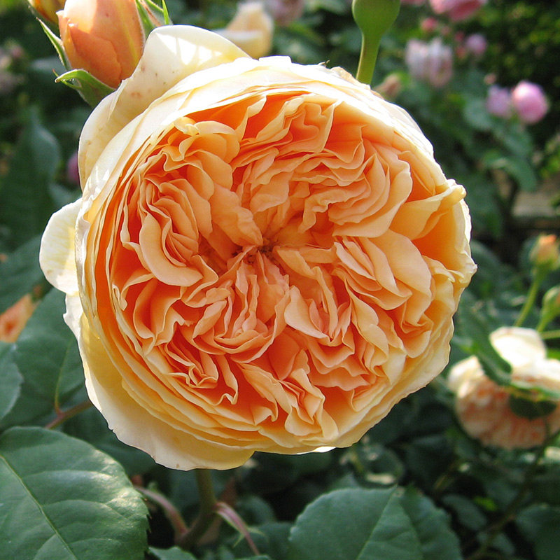 虹越进口现货奥斯汀藤灌月季(玫瑰)玛格丽特王妃裸根苗