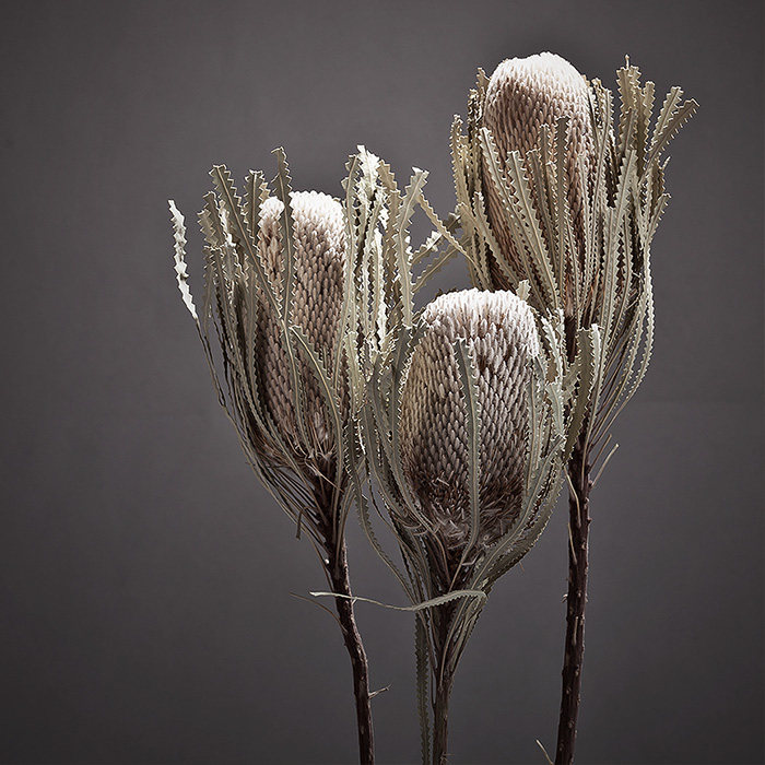 虹越澳洲进口 澳洲干花班克木 天然永生花  室内装饰摆件摄影道具