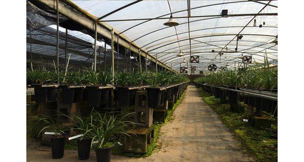 莲瓣兰兰花苗永怀素素冠荷鼎汗血宝马大雪素兰草盆栽不带花苞