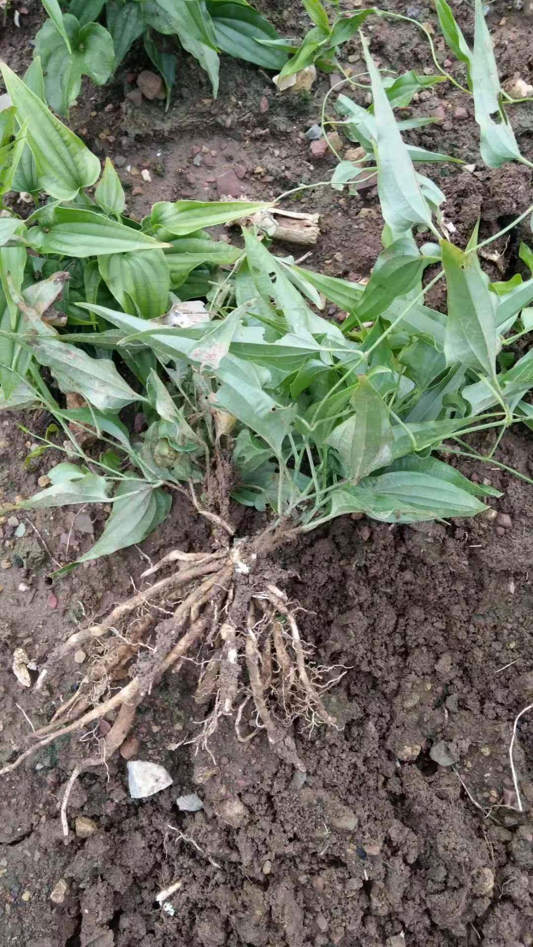 百部种子庭院阳台盆栽中药材百步还阳婆妇草药虱药籽中草药百部根