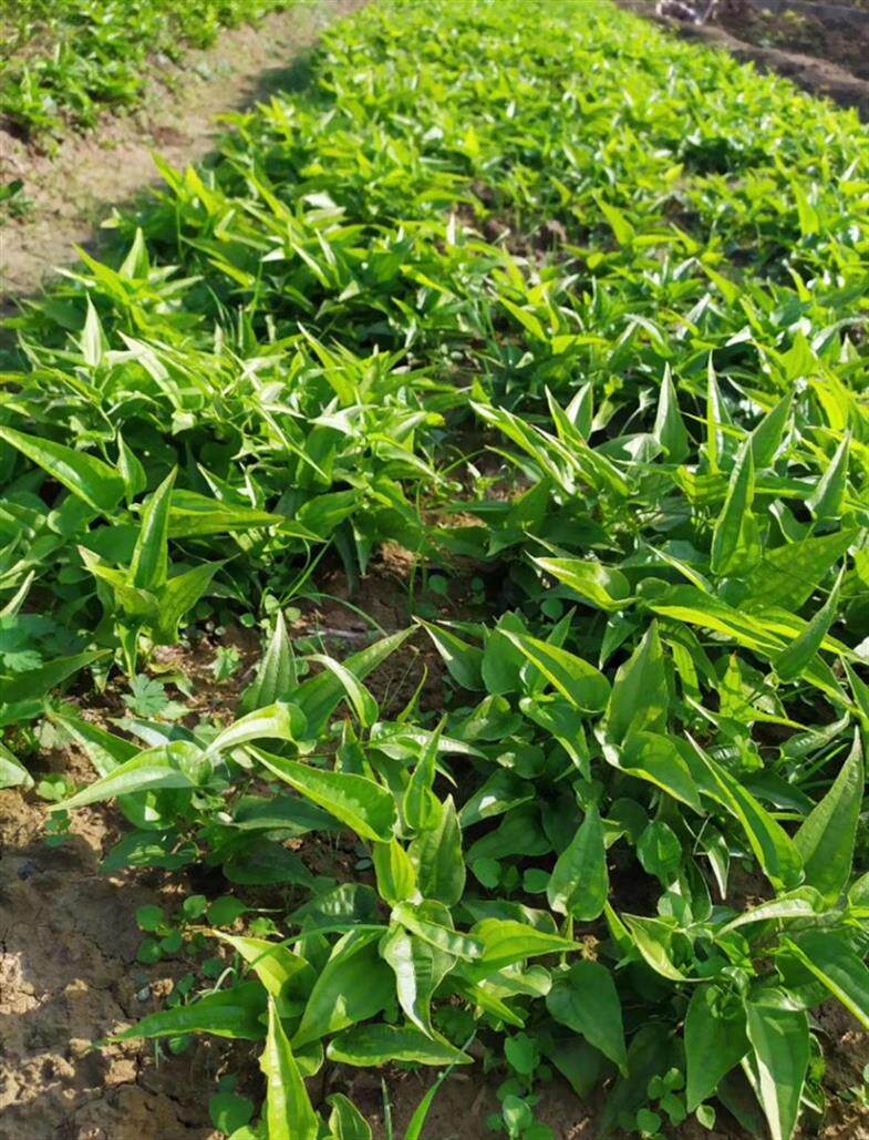 百部种子庭院阳台盆栽中药材百步还阳婆妇草药虱药籽中草药百部根