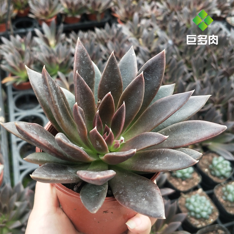 黑美人老桩多肉植物大棵一拍花卉盆栽萌肉肉绿植一物组合