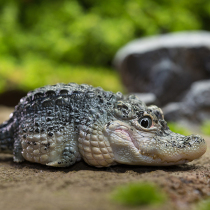 Animal Planet Chinas Treasure Series Yangzi Crocodile Hearts Wide Body Fat Designer Radish Spot hands for a swing piece