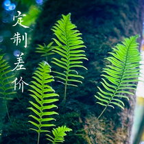 Tang Li Wenchuang (customized price difference) includes service rules and charges