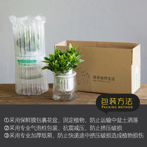 发财树 多肉 富贵竹 陶瓷花盆水培绿植盆栽花卉办公室吸甲醇植物