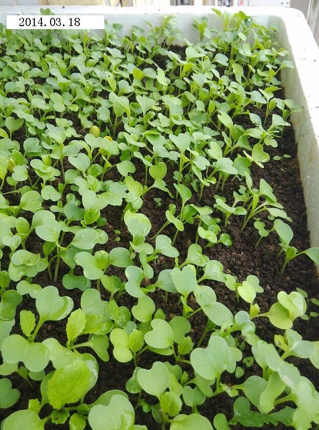 满10元包邮 鸡毛菜种子 生长快 家庭阳台盆栽蔬菜种子籽四季易播