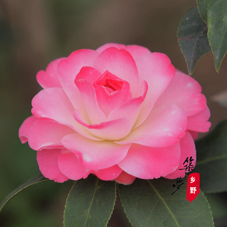 迷茫的春天 茶花盆栽新品茶花苗山茶花盆栽盆景绿植物花卉_7折现价38
