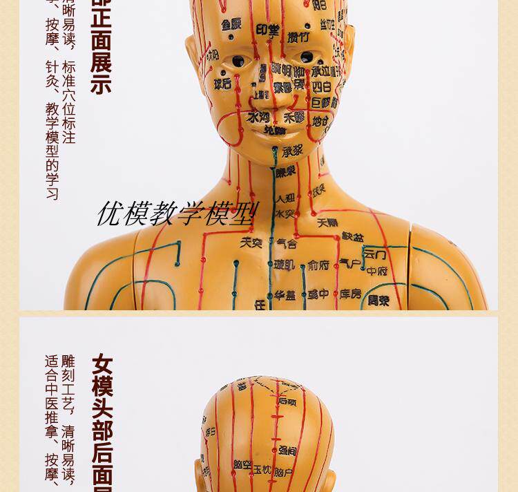 超清晰刻字人体经络穴位模型全身中医用针灸铜人教学女小人模特