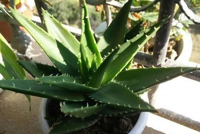 即库拉索芦荟,它具有使皮肤收敛,柔软化,保湿,消炎,漂白的性能