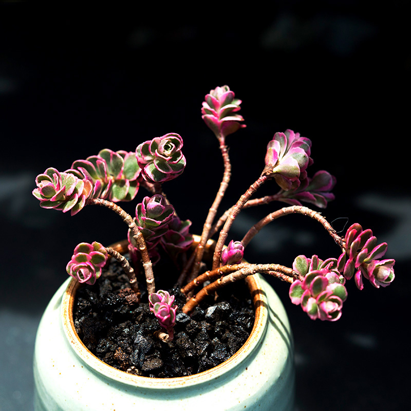 小球玫瑰锦老桩