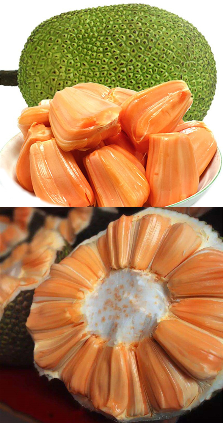 泰国8号12号红肉菠萝蜜苗风景树木菠萝苗嫁接马来西亚1号黄红色系