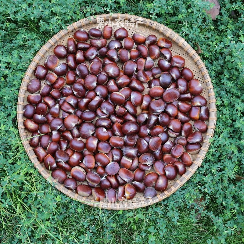 新鲜板栗生油毛栗子5斤甘栗仁3斤散装即食零食带壳野生甜粟袋罗田