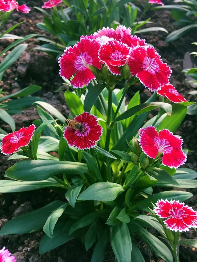 石竹花种类图片