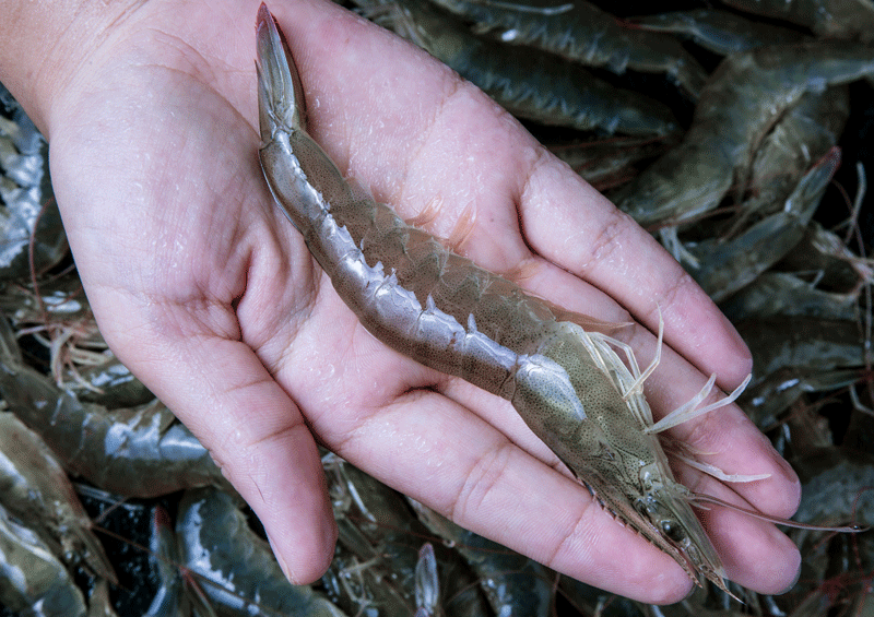 青岛大虾青虾对虾新鲜海鲜超大冰冻基围虾4斤