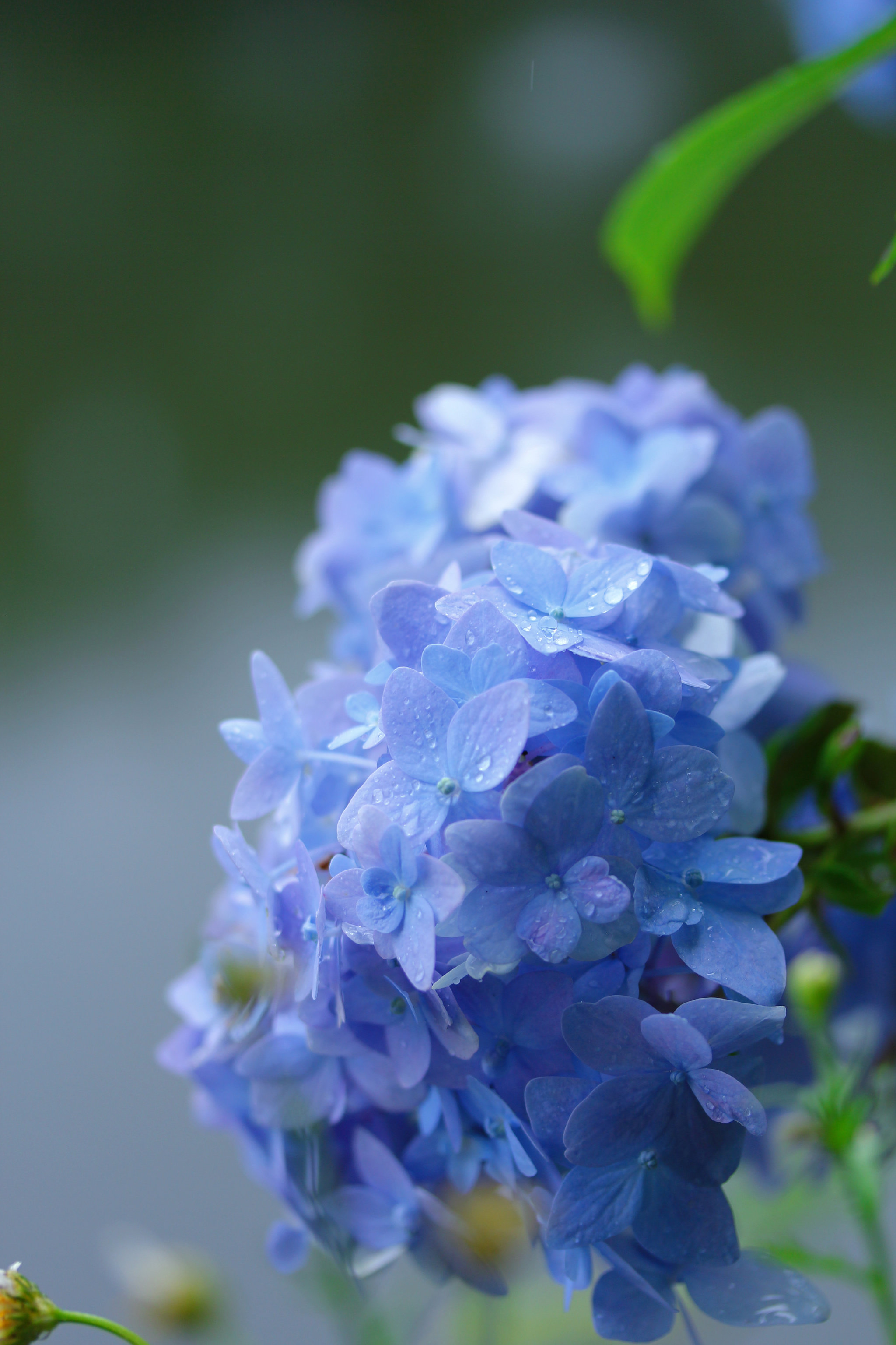 怎样调出无尽夏绣球纯纯的梦幻蓝色