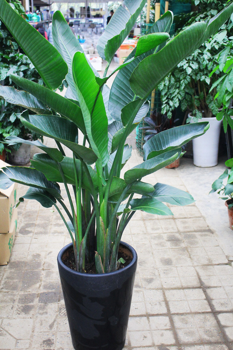 成都送货天堂鸟大叶绿植盆栽客厅办公室好养植物店主推荐