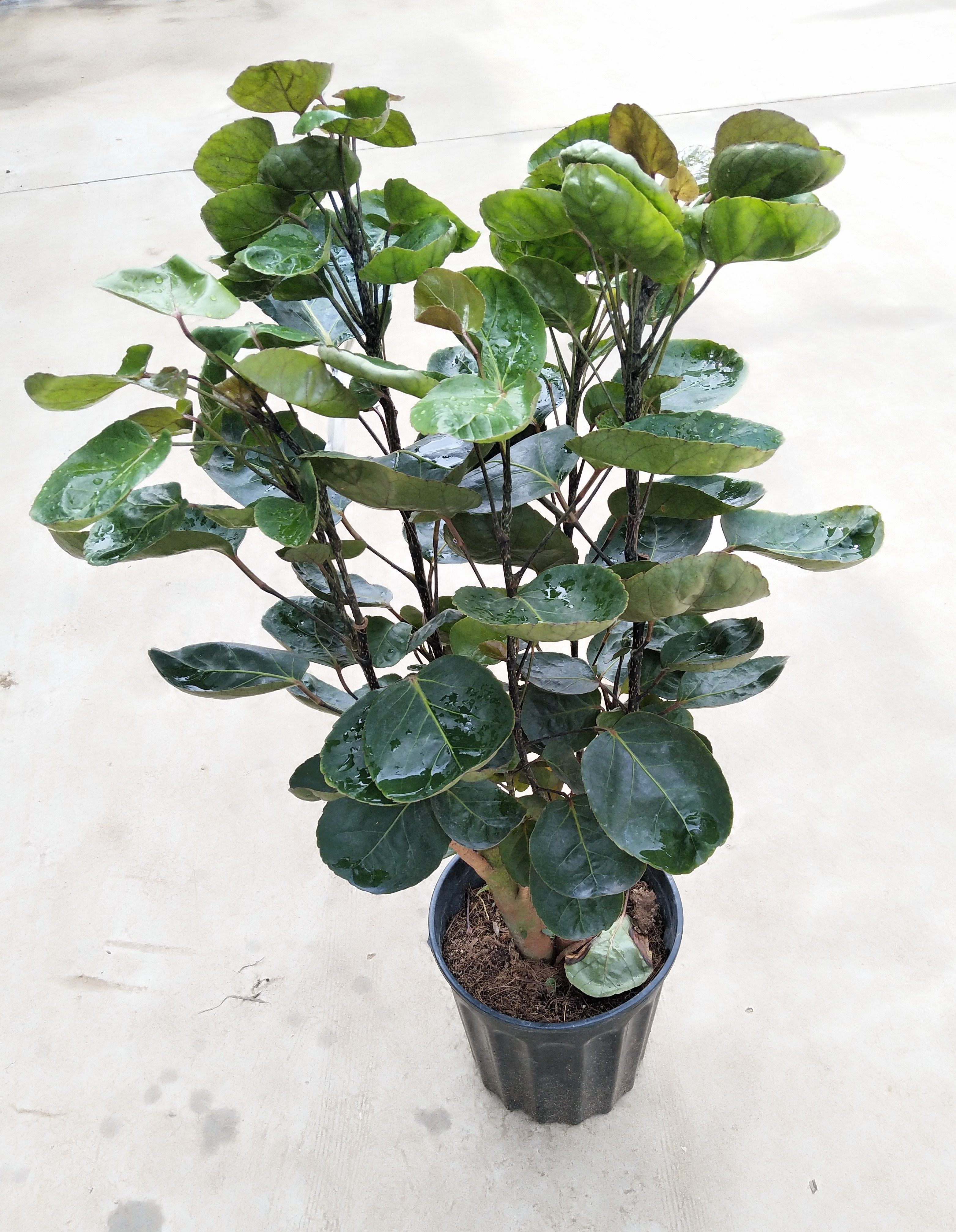 室内大型盆栽 金钱兜 绿植花卉盆栽福禄桐 圆叶福禄桐 金钱兜盆栽