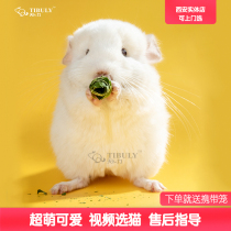 Tian Bu Bo Chinchilla cub plush doll Small pet physical store own breeding standard gray silver spot beige