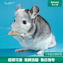 Tianbub Chinchilla cub live doll Silver spot beige standard gray Long small pet Chinchilla baby live animal