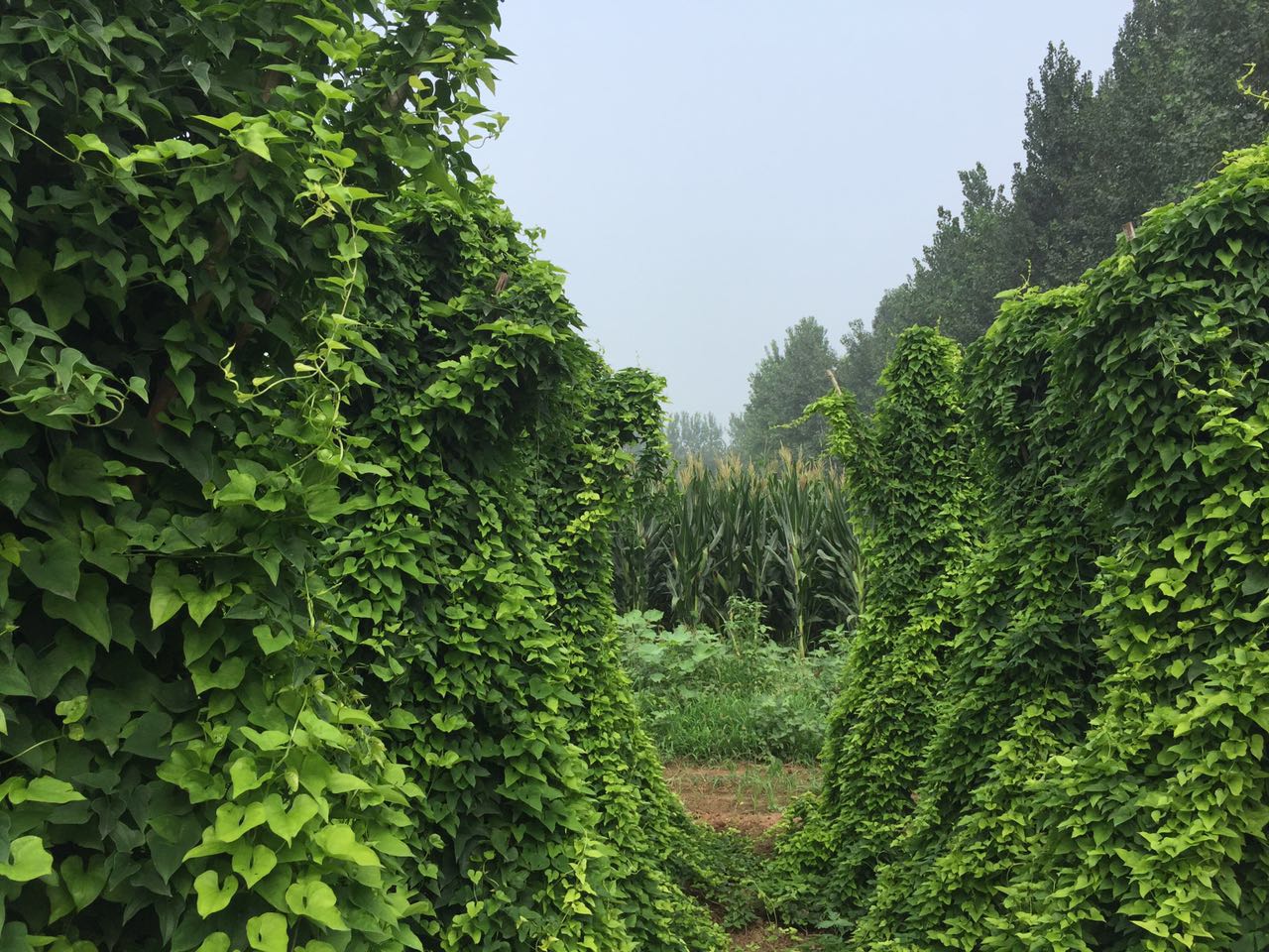 河南焦作50cm6斤正宗垆土铁棍山药 产地直销淮怀山药 限.
