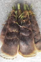 Fresh spring shoots when the fresh shoots of asparagus are asparagus fresh alpine wild asparagus tips for eating bamboo shoots vegetables