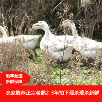 Chongqing farm free-range big white goose soil goose grass goose Big goose Old goose Fresh whole goose meat net weight about 6 pounds