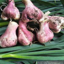 Farmhouse garlic head edible March fragrant garlic local garlic fresh red peel garlic when season fresh vegetables mixed with sugar vinegar garlic