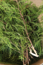 Chongqing Farmhouse Cypress Tree Branch Girl Fresh Cypress Tree Girl Chopped smoked fragrant leaves Bertree branches Bergine leaves Miao