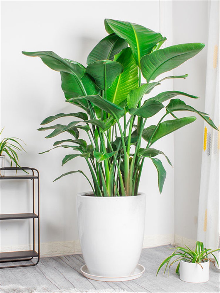 园艺 美美哒绿植盆栽-寻味美食记