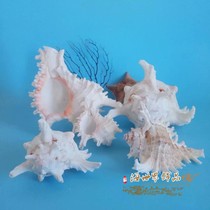Natural sea chrysanthemum snail thousand hand snail shell sea snail decoration collection decoration gift fish tank starfish Coral Mediterranean Sea