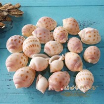 Natural conch shell starfish checkerboard shell snail Haibao snail spotted snail Floor decoration fish tank DIY handmade collection